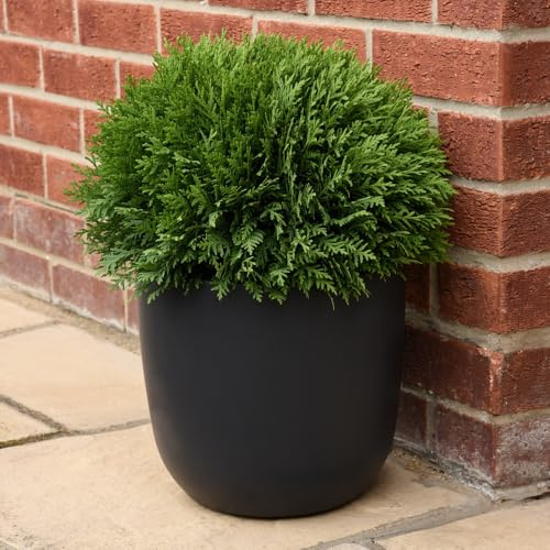 Thuja occidentalis 'Tiny Tim' - Dwarf Globe-Shaped Conifer with Striking Green Foliage, Ideal for Borders and Containers, 1X or 2X 3 Litre Pots by Thompson and Morgan