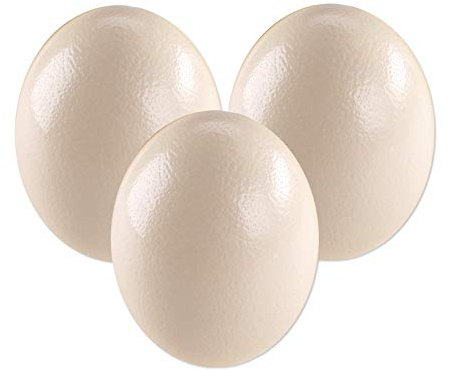 africX 3 Straußeneier aus Südafrika - 1A Qualität - Straußenei - Größe ca. 13-15cm - naturbelassen, entleert, ausgeblasen und gereinigt
