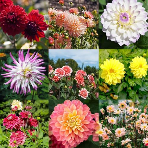 bulbos de dalia son resistentes bulbos primavera jardín de resistentes para balcones decoracion 1pcs