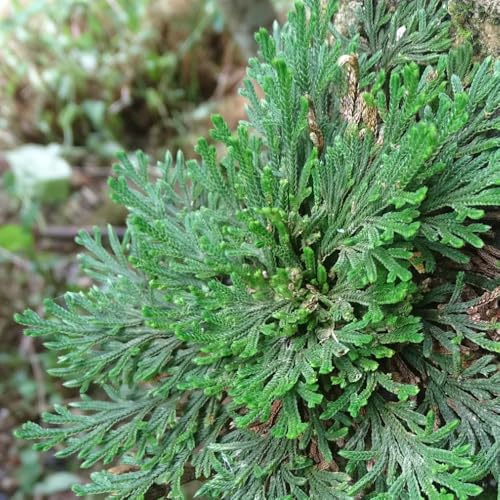 rosa de jericó - Selaginella tamariscina - invernaderos de balcón balcón en en invernadero bulbos jardín rocas Cubresuelos 7bulbos