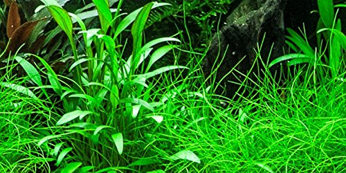 Willi's Wasserkelch/Cryptocoryne x willisii - 1 Bund