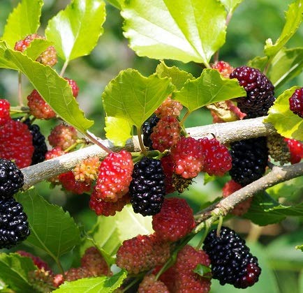 Maulbeere `Mojo Berry´, Zwergmaulbeere, Morus rotundiloba, im Topf