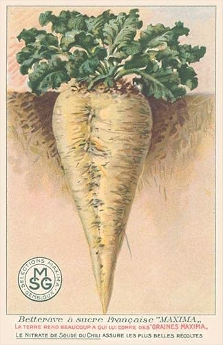 French Sugar Beet Seed Packet - Vintage Image