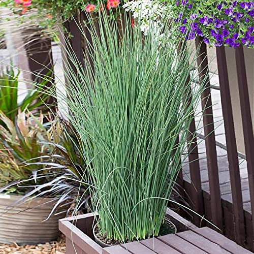Carbeth Plants Pond Plants for Small Ponds - 1 X 9cm Pot Juncus Inflexus - Live Marginal Ponds Plant - Low Maintenance Perennial Outdoor Pond Plant