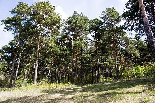 50 Samen Waldkiefer Pinus sylvestris, Baum Samen, Nadelbaum, Föhre, Gewöhnliche