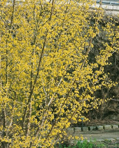 Japanischer Hartriegel Cornus officinalis 40-60 cm winterhart