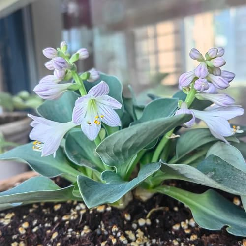funkien mehrjährige blumensamen gartenkräuter topfpflanzen draußen winterhart kräuterpflanzen grüne deko zimmerbonsai bonsai hochbeet balkon deko biosaatgut dachbegrünung topfpflanzen 300samen