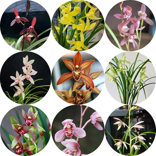 orchidee - orchidea - Semi di perenni, resistenti da balcone semi di orchidea tappezzante, perenne resistente insoliti, decorazioni autunnali 250semi