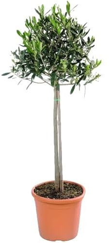 Verdecora Árbol Olivo copa natural en maceta de Ø22cm (altura 100cm aprox.) | Olea Europaea | Planta natural de exterior para jardines, terrazas, huertos urbanos