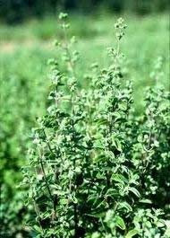 75-50 Semi di HR540 maggiorana (Majorana Hortensis)