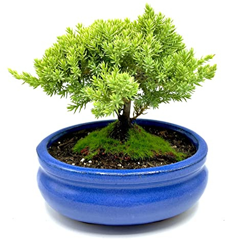 Live Dwarf Juniper Bonsai Tree Small | Indoor/Outdoor | 100% Handcrafted| Home and Office Décor | Best Gift for Holiday