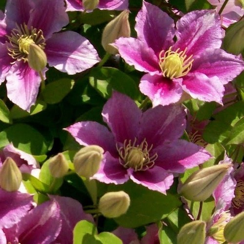 3 x Clematide Piilu - Acquista 3 / Paga 2 (per Muri e Recinzioni, Pergola, Patio, Balconi e Terrazze) - 3 Vasi da 1,5 litri (Pianta Rampicante - Clematis Rosa - 3 x Pianta Adulta) | ClematisOnline