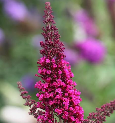 Schmetterlingsstrauch Buzz Hot Raspberry 30-40cm - Buddleja - lebende Gartenpflanze aus den Baumschulen