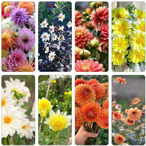 dahlien gartenpflanze blumensamen balkon blumenwiesensaat topfpflanzen echt garten hochbeet blumendeko exotische zimmerpflanzen blumenstauden winterhart blumensaat kräutergarten 850samen