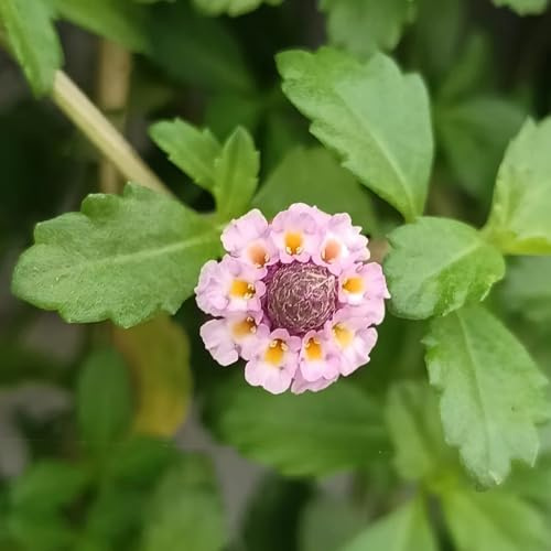 verbena velenifera strisciante semi di selvatici tappezzante resistente d'appartamento purificatrici d'aria giardino di 750semi