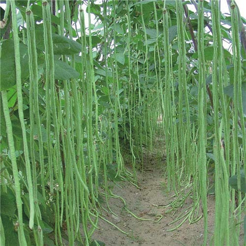 Meterbohne/Spargelbohne/Bohne 55 Samen aus Portugal | 100% Natursamen | Massenträger und absoluter Blickfang