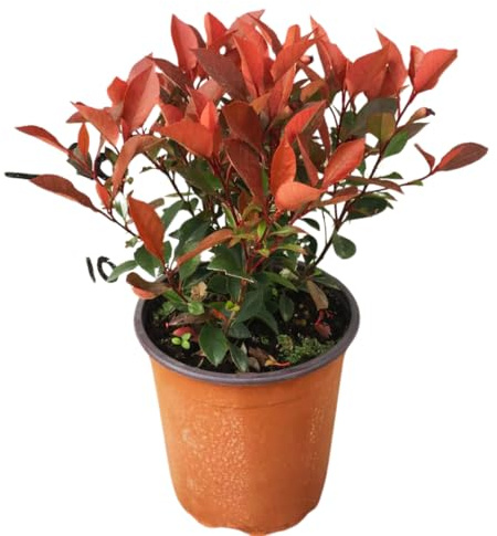Vivaio Garden Forest Photinia x Fraseri Little Red Pianta Vaso 18cm | Photinia Nana, Foglie Sempreverde, Per Fioriere e Aiuole, Siepe, Pianta Vera