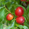 Nektarine Obstbaum Buschform 80-120 cm Lieferhöhe (Stammhöhe ca. 40-60 cm); selbstfruchtende Prunus persica var. nucipersica