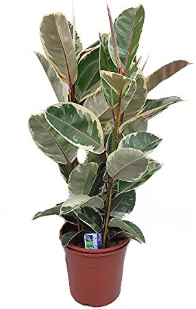 PLANTA NATURAL 3 TRONCOS FICUS ELASTICA TINEKE M27 100CM