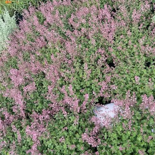 Semi di Plectranthus - giardino di Plectranthus glabratus - resistenti per il giardino prodotti sostenibili esotiche resistenti 10pcs