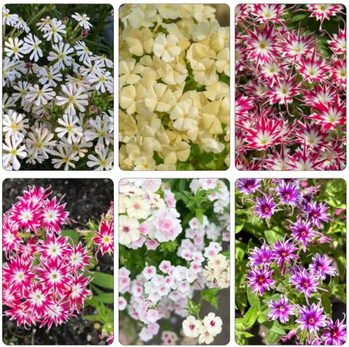 Phlox de alfombra - flox subulata semillas de cama elevada jardín rocas semillas balcón exóticas verano 400pcs