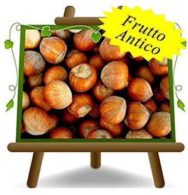 EURO PLANTS VIVAI Nocciolo San Giovanni - Pianta da frutto antico su vaso da 26 cm. - *Altezza: 160-180 cm. - 4 anni