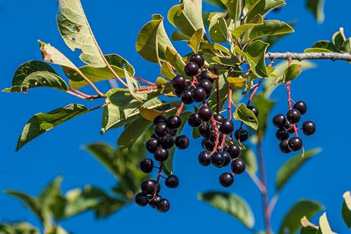 40 Pcs Black Cherry Tree Seeds, Fruit Tree Seeds for Planting, Prunus Serotina Dwarf Cherry Tree with Edible Black Cherries Non-GMO Fruit Seeds for Planting