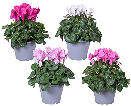 Cyclamen de Jardín PREMIUM Set de 4 Plantas con Flores de Muchos Colores Violetas Persas de los Alpes
