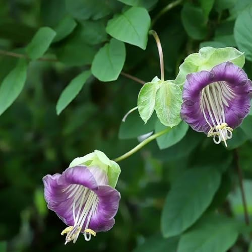 campanula, semi di campanula decorative, viti, rampicanti primaverili, resistenti in vaso rampicanti appendere, decorazioni per recinzioni 130semi