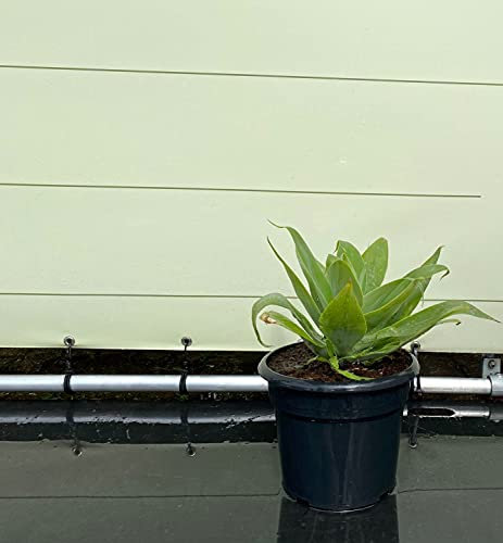 Tropictrees - AGAVE ATTENUATA 50 CM - A+