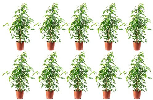 10er-Set Birkenfeige 'Forever-Mix' - echte Zimmerpflanze, Ficus benjamini - Höhe ca. 110 cm, Topf-Ø 21 cm