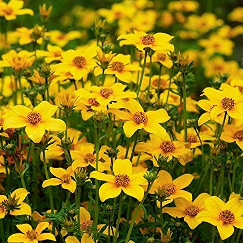Graines De Fleurs De Bidens Aurea Paquet De 100 Graines