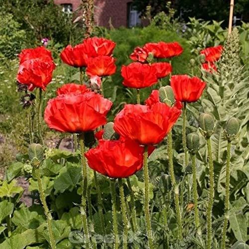Türkischer Mohn Rembrandt - Papaver orientale - lebende Gartenpflanze aus den Baumschulen
