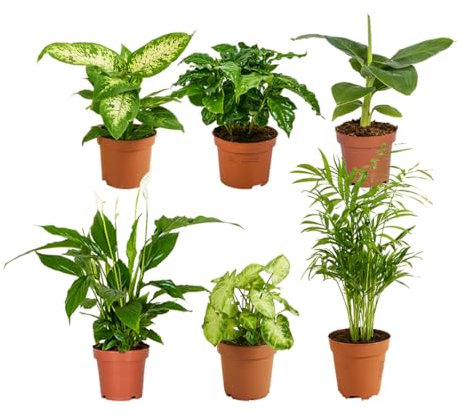 Bloomique - Grüne Zimmerpflanzen Mischung - 6er-Set - Mit Bananenpflanze, Kaffeepflanze, Syngomium Pixie, Chamaedorea Elegans, Spathiphillium, Dieffenbachia - ⌀12 cm - 25-45 cm