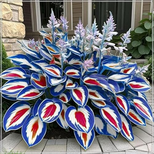 Rizoma hosta,resistenti,Perenne-Giardini e Balconi,Decorazione,Bulbi di hosta, giardini -4 Bulbi-A
