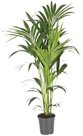 Kentiapalme Howea Forsteriana – Ø 21 cm – 130 cm – Palma da interno facile da pulire con effetto purificante – pianta verde tropicale per soggiorno, ufficio e giardino d'inverno