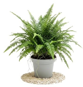 DECOALIVE Nephrolepis Exaltata Helecho de Boston Helecho Natural para Decoración Verde con Maceta 17 cm Diámetro y Altura 50 cm