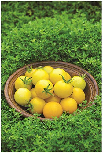 PREMIER SEEDS DIRECT - Tomato Seeds - Honey Delight F1 (120 Seeds)