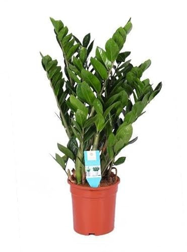 Glücksfeder – Zamioculcas Zamiifolia – Zimmerpflanze – Ø21cm – 95cm – Pflegeleichte Grünpflanze für Zuhause & Büro