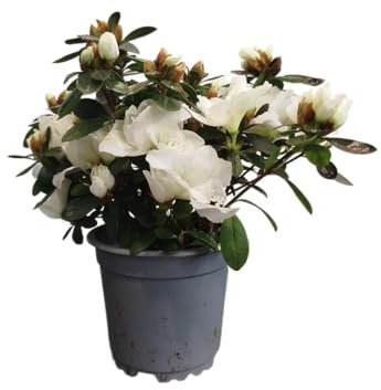Azalea Flores Blancas |DECOALIVE |Flor de Exterior | Azalea Blanca