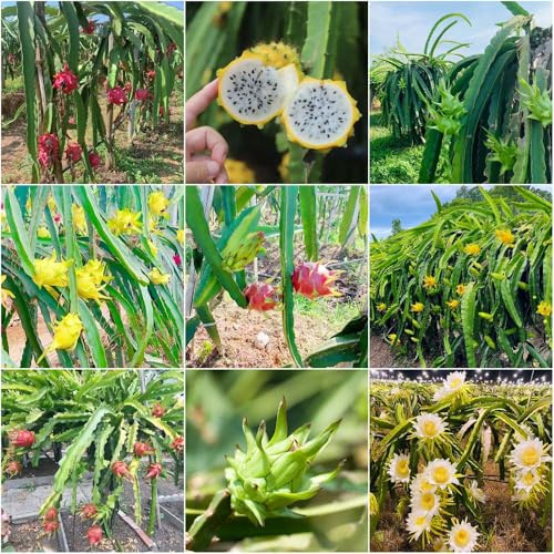 drachenfrucht säulenobstbäume topfpflanzen draußen winterhart säulenobst winterhart gartenpflanzen exotische - Seltene serie - balkonpflanzen 100samen