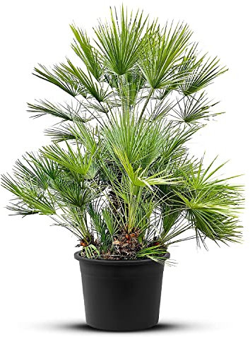 Tropictrees Chamaerops Humilis | Zwergpalme winterhart & kältebeständig, mit einer Höhe von 270 cm | Kleinwüchsig | Outdoor Grünpflanzen | Outdoor Palme