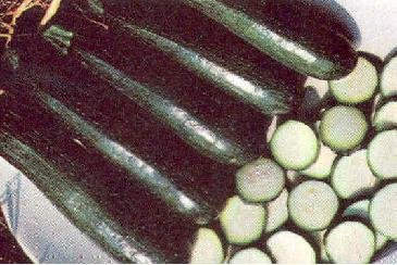 Squash Summer Zucchini Seneca 100 Seeds