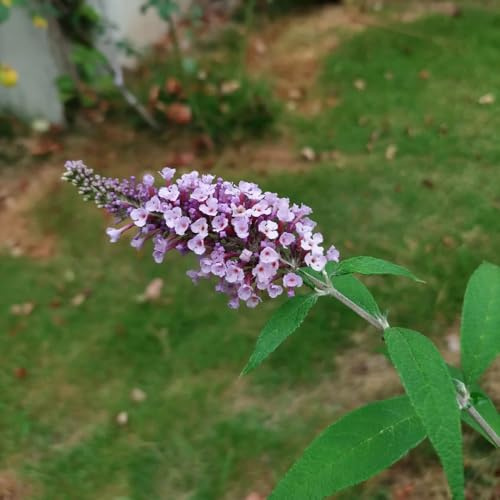 semi resistenti di farfalla lilla - farfalle buddleia -Buddleja copertura del terreno, 300pcs