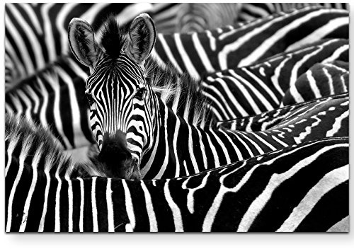Leinwandbilder | Bilder Leinwand 120x80cm Zebra in seiner Herde