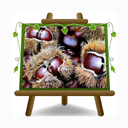 EURO PLANTS VIVAI Marroni Varietà Marradi Pianta da Frutto età 2 anni