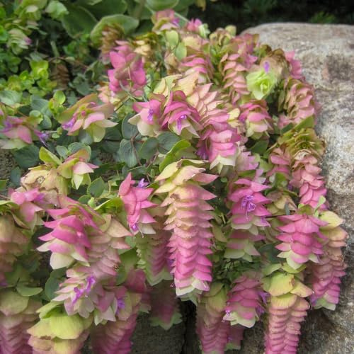 Bedwen Ornamental Oregano 'Kent Beauty' Plug Plant x3 – Trailing Pink & Green Fragrant Bracts for Hanging Baskets, Walls & Soft Summer Colour