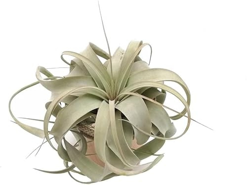 Tillandsia Xerographica S Pianta Vera | La Regina delle Piante dell'Aria | Pianta da Interno Senza Terra Argentata | Michieli Floricoltura Italia