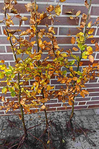 50st. Hainbuchen 80-120cm Heckenpflanzen Carpinus betulus Hecke Wurzelware Gartenhecke Hainbuche