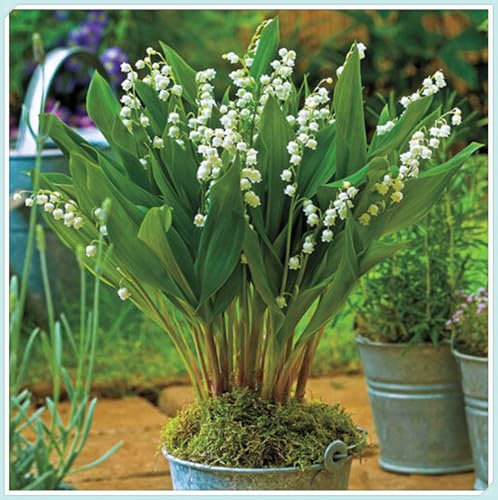 Wedding Flowers/Excellent Display/Natural Organic/Lily of The Valley Bulbs for Planting/Good for Containers -8 Bulbs-D